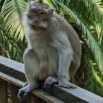 Best of Ubud Village Private Tour with Jungle Swing All Inclusive - Authentic Experiences and Insights from Travelers