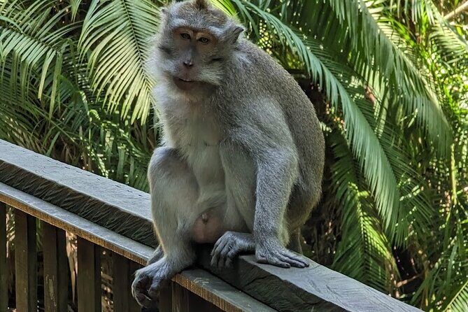 Best of Ubud Village Private Tour with Jungle Swing All Inclusive - Authentic Experiences and Insights from Travelers