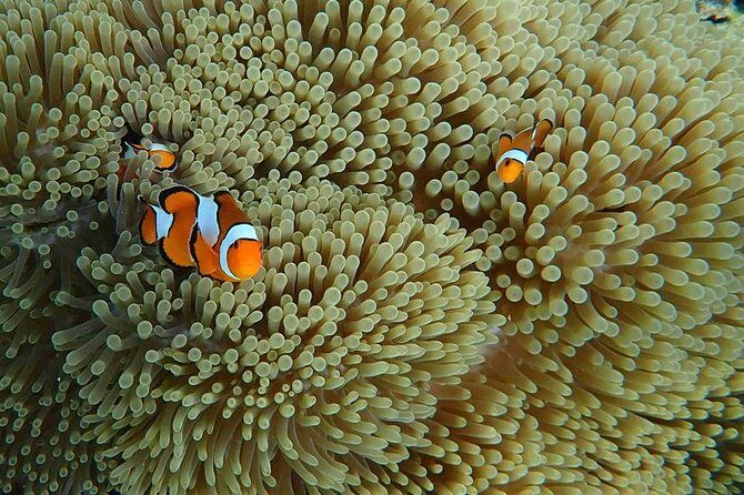 Best Seller - Surin Islands Snorkeling Trip from Khao Lak - FAQs