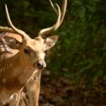 Best Wilderness Experience through Jim Corbett Experience - Detailed Itinerary Breakdown