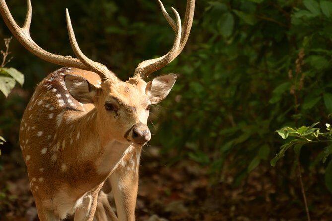 Best Wilderness Experience through Jim Corbett Experience - Detailed Itinerary Breakdown