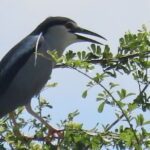 Beyond The Oudong Temple and Birdwatching in Phnom Penh - Frequently Asked Questions