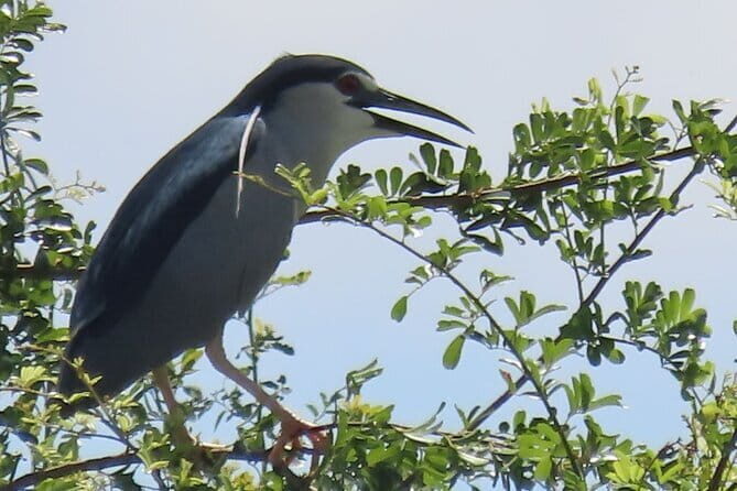 Beyond The Oudong Temple and Birdwatching in Phnom Penh - Frequently Asked Questions