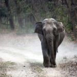 Bharatpur Bird Watching & Elephant Rescue Centre From Delhi - Transition to Bharatpur Bird Sanctuary