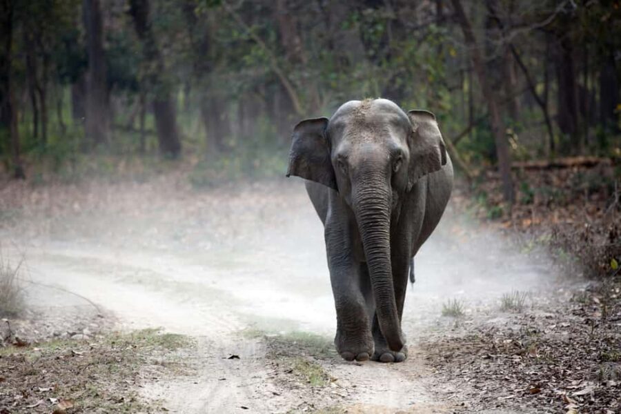 Bharatpur Bird Watching & Elephant Rescue Centre From Delhi - Transition to Bharatpur Bird Sanctuary