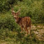 Bharatpur Bird watching & Wildlife from Delhi - Cultural and Spiritual Stop: Shiva Temple