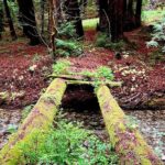 Big Sur's Old Coast Road eBike Tour - Authentic Insights from Riders