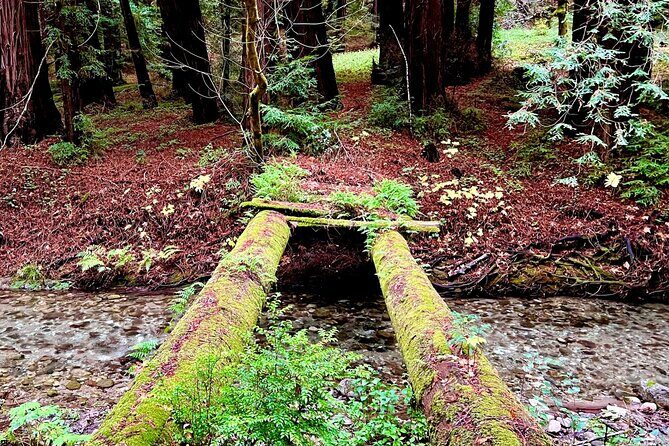 Big Sur's Old Coast Road eBike Tour - Authentic Insights from Riders