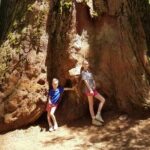 Big Trees Hike & Riverside Cookout Adventure - Why This Tour Works Well