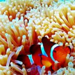 Bintan Snorkeling Tour - The Real Rewards: Why Travelers Keep Coming Back