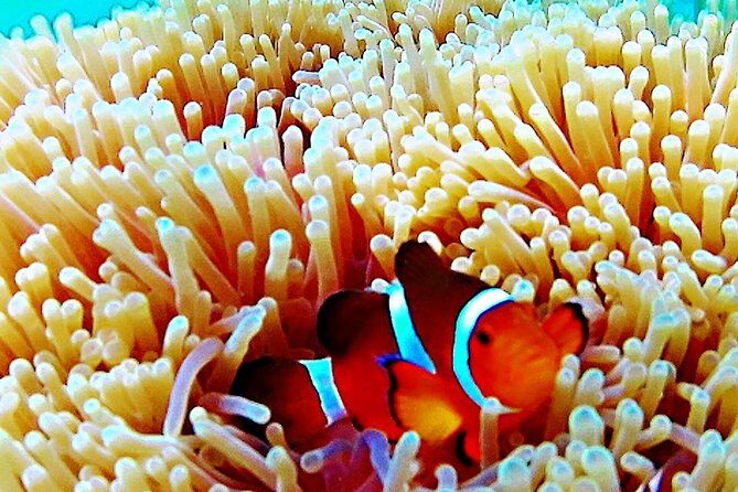 Bintan Snorkeling Tour - The Real Rewards: Why Travelers Keep Coming Back