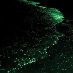 Bioluminescence and Sunset Kayak Tour in the San Juan Islands - Who Will Love This Tour?