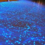 Bioluminescent Night Tour - Why This Tour Is a Good Choice for You