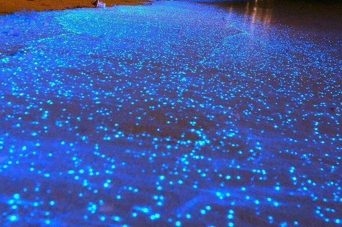 Bioluminescent Night Tour - Why This Tour Is a Good Choice for You