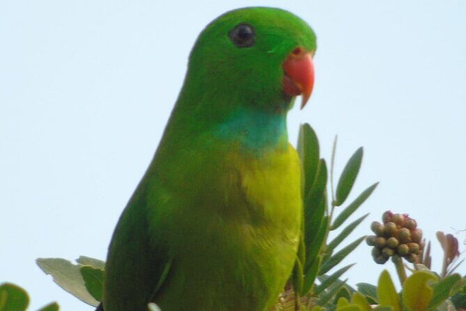 Bird Watching at Kodachadri - An In-Depth Look at the Kodachadri Bird Watching Tour