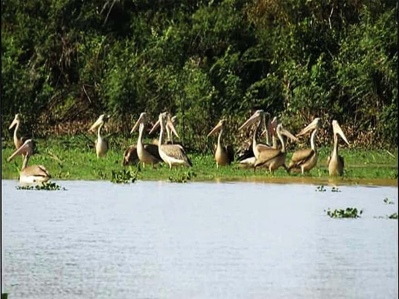 Bird Watching at Tonle Sap Forest and Lotus Farm Siem Reap - Exploring the Bird Sanctuary and Surroundings