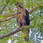 Bird watching in La Mancha - Who Should Consider This Tour