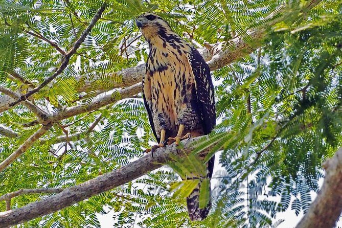 Bird watching in La Mancha - Who Should Consider This Tour