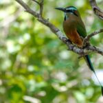 Bird Watching in Sian Ka´an Muyil - Who Is This Tour Best Suited For?