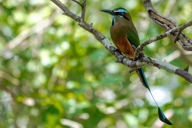 Bird Watching in Sian Ka´an Muyil - Who Is This Tour Best Suited For?