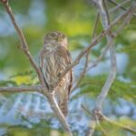 Bird Watching Mazatlán - Birding Tour - Exploring the Itinerary in Detail