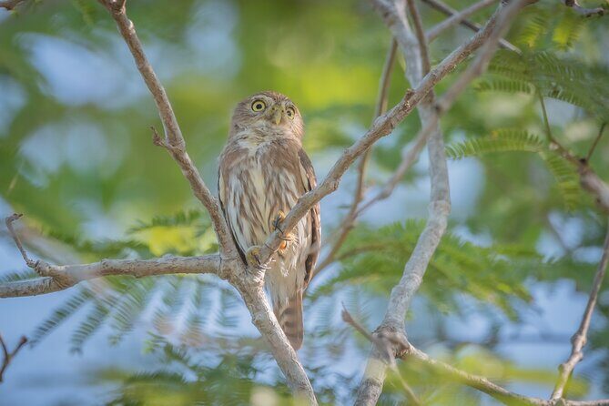 Bird Watching Mazatlán - Birding Tour - Exploring the Itinerary in Detail