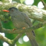 Bird Watching Tours in Sinharaja Rain Forest - FAQ