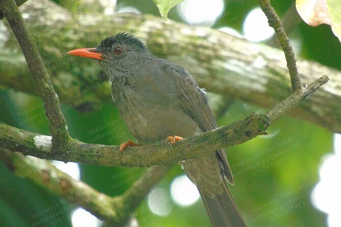 Bird Watching Tours in Sinharaja Rain Forest - FAQ