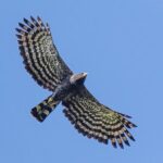 Birding for beginners - Who Would Love This Tour?