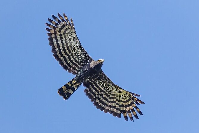 Birding for beginners - Who Would Love This Tour?
