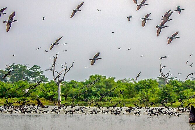 Birdwatching by Boat at Kalametiya Sanctuary - A Close Look at Kalametiya Birdwatching by Boat