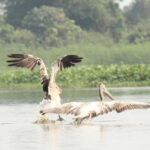 Birdwatching & Discovery Tour in Pearaing Biodiversity - The Sum Up