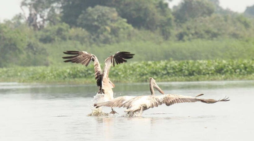 Birdwatching & Discovery Tour in Pearaing Biodiversity - The Sum Up