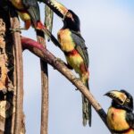 Birdwatching in Sian Ka´an Muyil from Tulum - Shared Group Tour - Who Will Love This Tour?