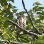 Birdwatching Playa del Carmen - Who Will Love This Tour?