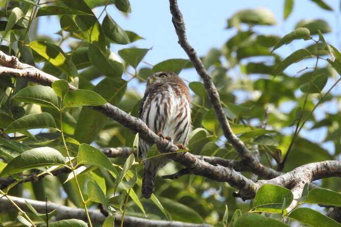 Birdwatching Playa del Carmen - Who Will Love This Tour?
