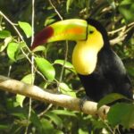 Birdwatching Sian Ka'an Biosphere Reserve - Who Will Love This Tour?