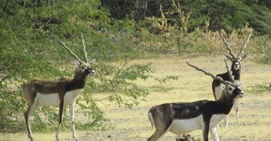 Bishnoi Village Safari Private Half Day Tour - Who Is This Tour Best For?