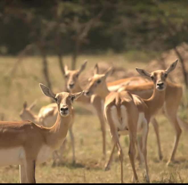 Bishnoi Village :Safari tour - Who Will Love This Safari?