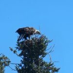 Bison Highway Road Tour - The Scenic Route: What the Tour Covers