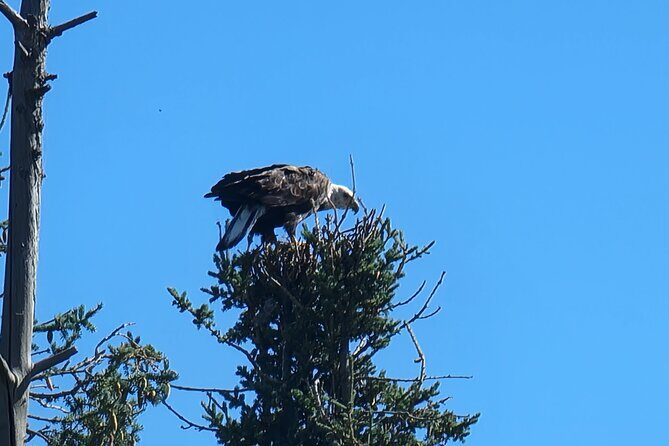 Bison Highway Road Tour - The Scenic Route: What the Tour Covers