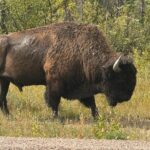Bison Highway Wildlife Tour - The Real Value of This Tour