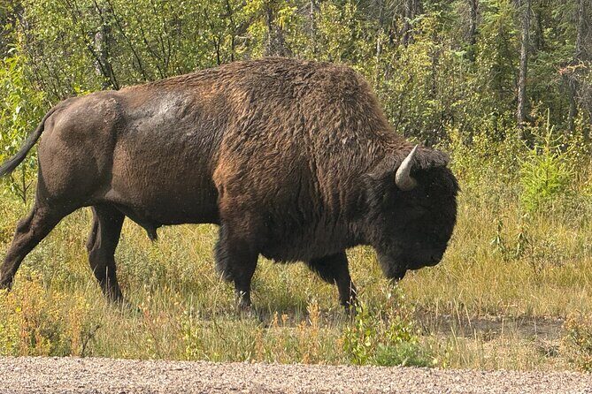 Bison Highway Wildlife Tour - The Real Value of This Tour