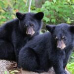 Black Bear viewing and walking at oudoor ctr's Canyon - Who Should Consider This Tour?