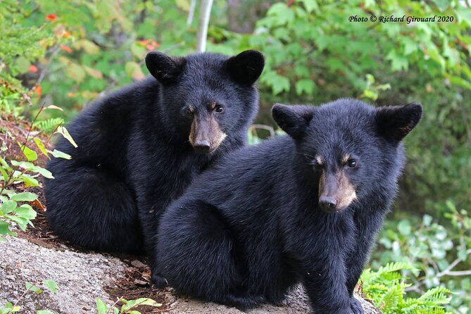 Black Bear viewing and walking at oudoor ctr's Canyon - Who Should Consider This Tour?