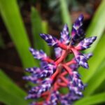 Bloedel Conservatory Admission Ticket - Exploring Vancouver’s Tropical Retreat: The Complete Bloedel Conservatory Experience