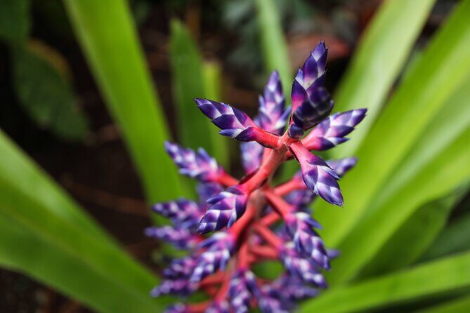 Bloedel Conservatory Admission Ticket - Exploring Vancouver’s Tropical Retreat: The Complete Bloedel Conservatory Experience