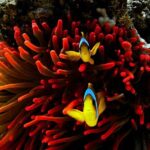 Blou lagoon snorkeling all incllusive - The Authentic Marine Life and Scenic Beauty