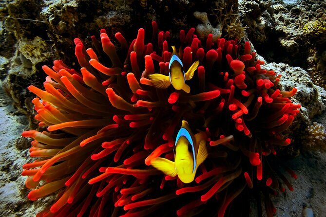 Blou lagoon snorkeling all incllusive - The Authentic Marine Life and Scenic Beauty