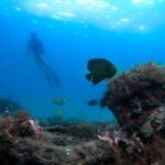 Blue Heron Bridge Guided Snorkel Tour - What Travelers Say: Authentic Feedback